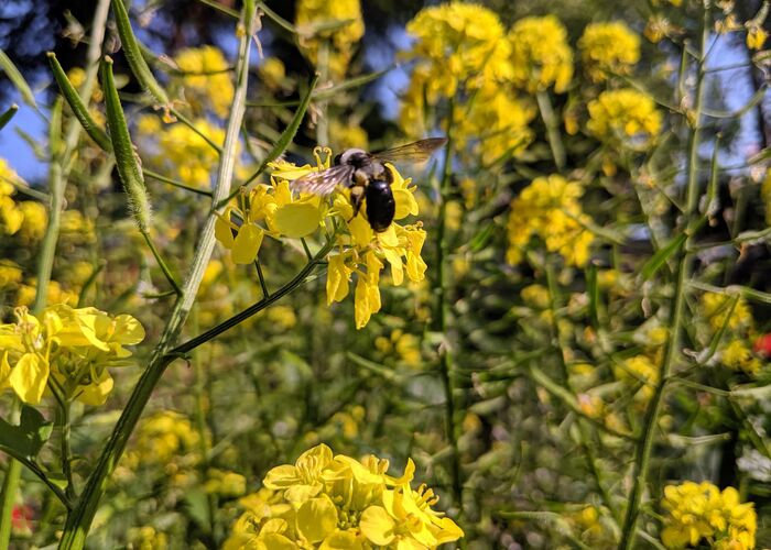 Blaue Holzbiene auf gelber Rapsblüte